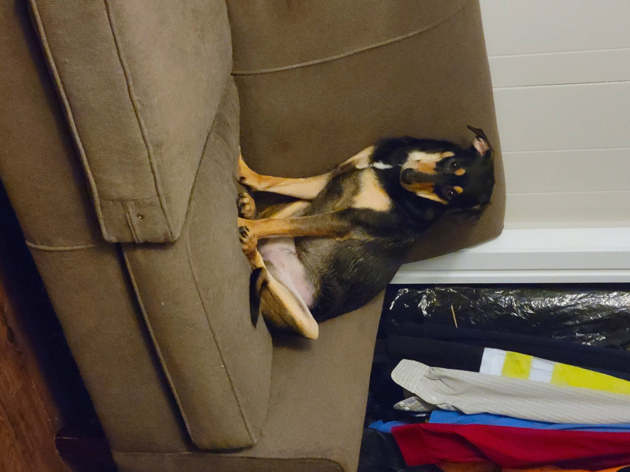 Harper is registered to the contest to win money with this photo: automotive_design, bag, blazer, carnivore, comfort, curtain, eyewear, felidae, flooring, formal_wear, grey, human_leg, linens, paper, pattern, room, suit, thigh, window, wood