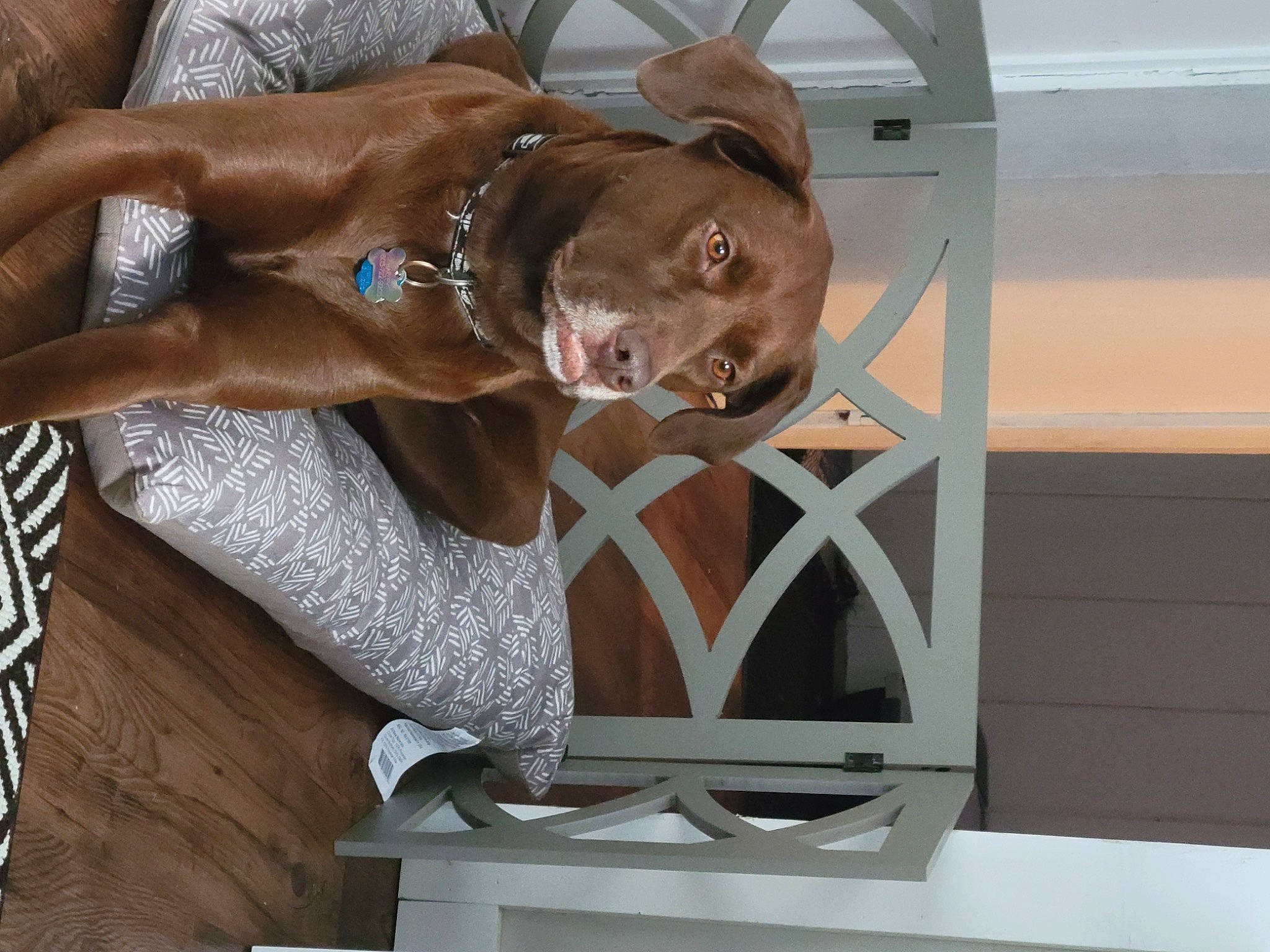 Harley joined the competition — help win amazing prizes! canidae, carnivore, chest, comfort, dog_breed, elbow, fawn, hardwood, hat, human_leg, liver, metal, sitting, thigh, waist, wood, working_animal