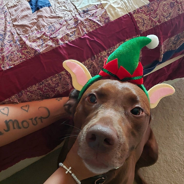 Harley is registered to the contest to win money with this photo: cap, carnivore, companion_dog, costume_hat, dog, dog_breed, fashion_accessory, fawn, fedora, fur, grass, hat, liver, party_hat, party_supply, selfie, snout, sun_hat, whiskers, working_animal