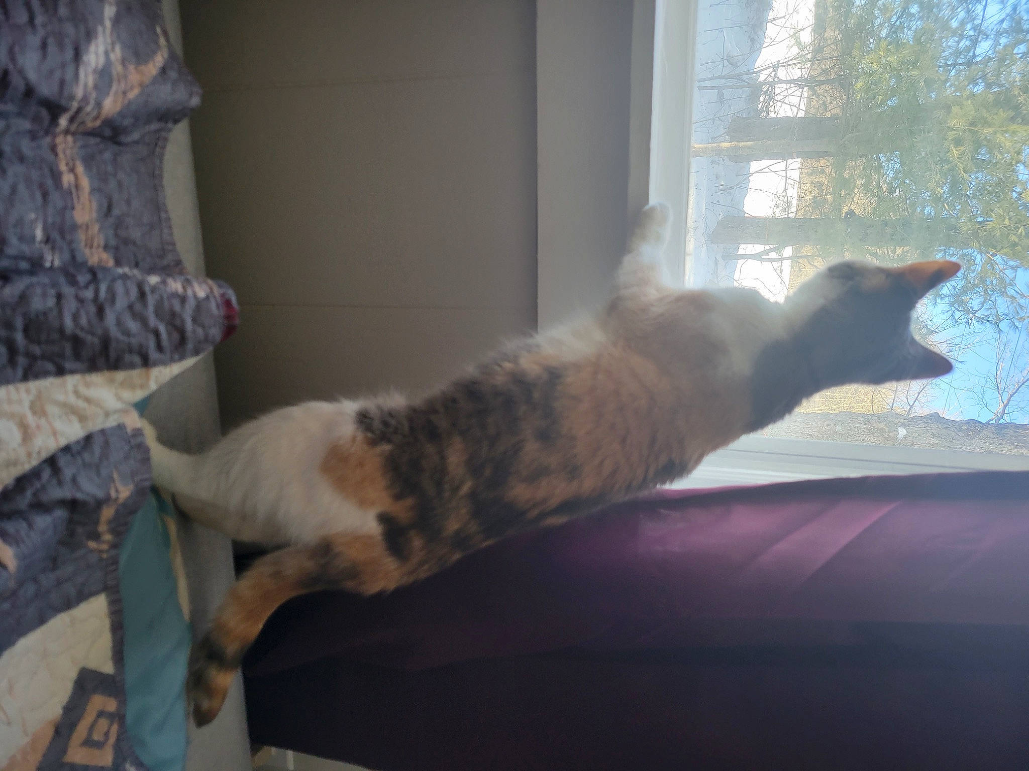 Belle joined the competition — help win amazing prizes! carnivore, cat, comfort, domestic_short_haired_cat, felidae, flooring, fur, grey, hardwood, mammal, room, small_to_medium_sized_cats, tail, tints_and_shades, tree, vertebrate, whiskers, window, window_treatment, wood