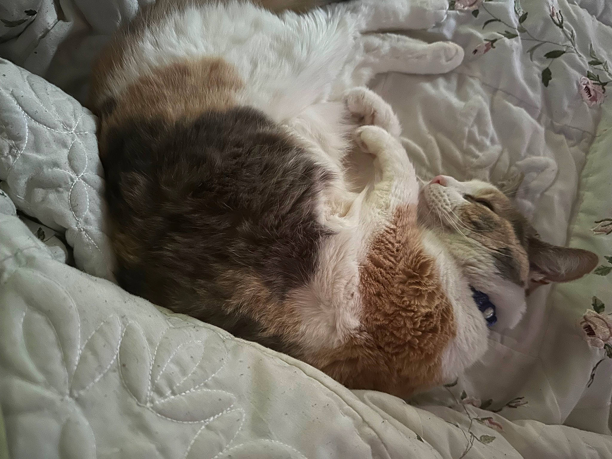Belle is registered to the contest to win money with this photo: carnivore, cat, cat_bed, claw, comfort, domestic_short_haired_cat, duvet, felidae, fur, grey, linens, nap, paw, sleep, small_to_medium_sized_cats, snout, tail, terrestrial_animal, whiskers