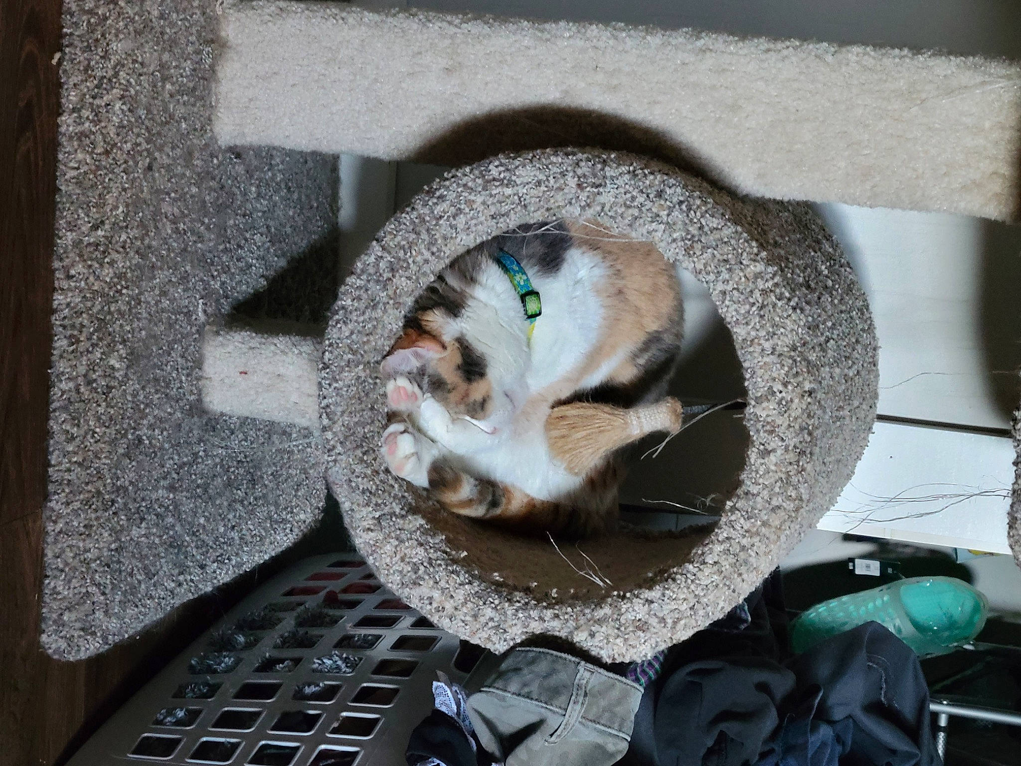 Belle is registered to the contest to win money with this photo: canidae, carnivore, cat, cat_supply, dog_breed, domestic_short_haired_cat, felidae, fur, metal, pet_supply, small_to_medium_sized_cats, tail, whiskers, wood