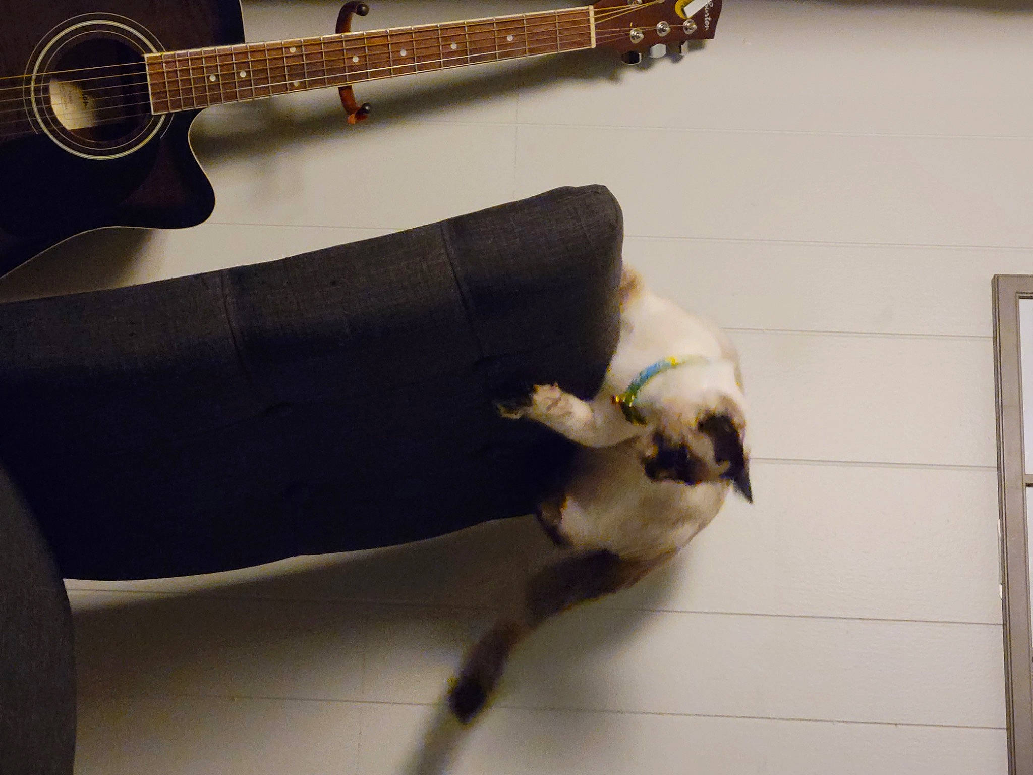 Smoke joined the competition — help win amazing prizes! carnivore, companion_dog, dog, dog_breed, electronic_musical_instrument, fawn, felidae, flooring, folk_instrument, guitar, guitar_accessory, musical_instrument, musical_instrument_accessory, plucked_string_instruments, small_to_medium_sized_cats, string_instrument, string_instrument_accessory, tail, wood
