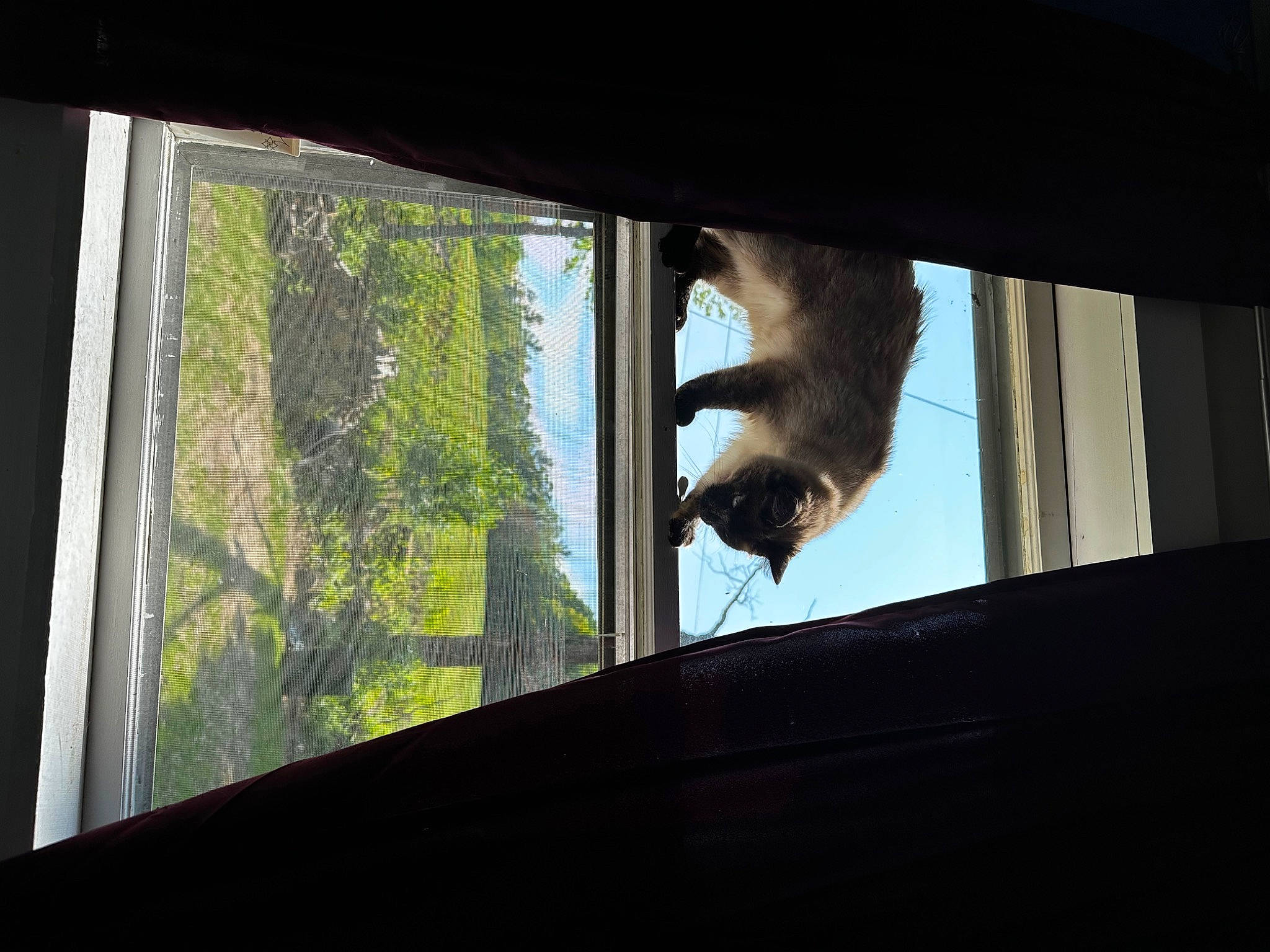Smoke joined the competition — help win amazing prizes! daylighting, fawn, glass, mammal, perching_bird, plant, primate, rodent, room, sash_window, shade, squirrel, tail, terrestrial_animal, tints_and_shades, tree, vertebrate, wildlife, window, wood