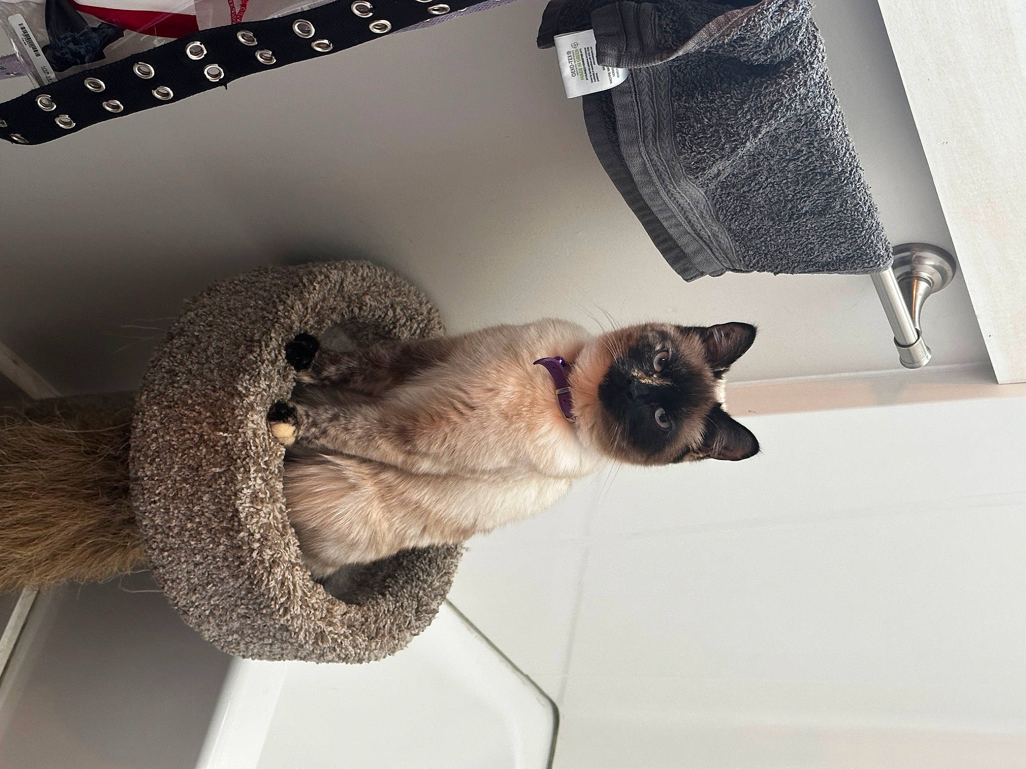 Smoke is registered to the contest to win money with this photo: carnivore, cat, comfort, fawn, felidae, foot, fur, grey, metal, paw, room, siamese, small_to_medium_sized_cats, snout, tail, whiskers