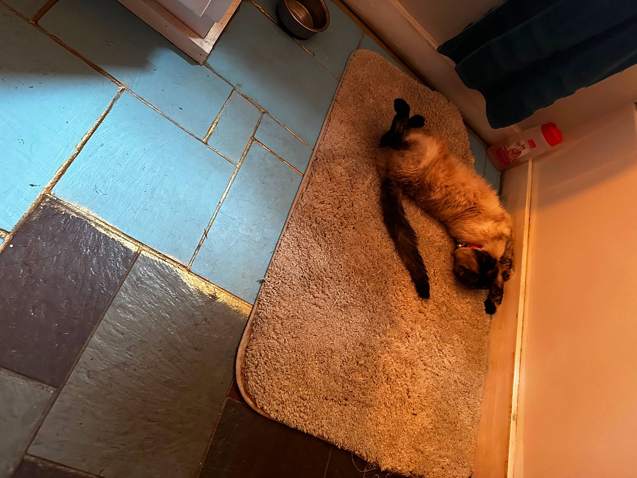 Smoke is registered to the contest to win money with this photo: carnivore, cat, comfort, fawn, felidae, floor, flooring, foot, fur, hardwood, human_leg, metal, rectangle, room, shadow, small_to_medium_sized_cats, tail, tints_and_shades, whiskers, wood