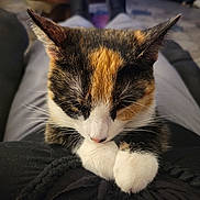 Harper joined the competition — help win amazing prizes! cat, calico, animal, pet, sleeping, paws, fur, closeup, lap, resting, cozy, indoor, whiskers, cute, mammal, relaxed, domestic, feline, soft, comfort