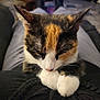 cat, calico, animal, pet, sleeping, paws, fur, closeup, lap, resting, cozy, indoor, whiskers, cute, mammal, relaxed, domestic, feline, soft, comfort