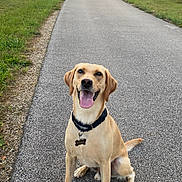 Adventure joined the competition — help win amazing prizes! accessories, animal, canine, city, dog, grass, hound, labradorretriever, nature, outdoors, path, pet, plant, puppy, road, sky, strap, tarmac, tree, vegetation