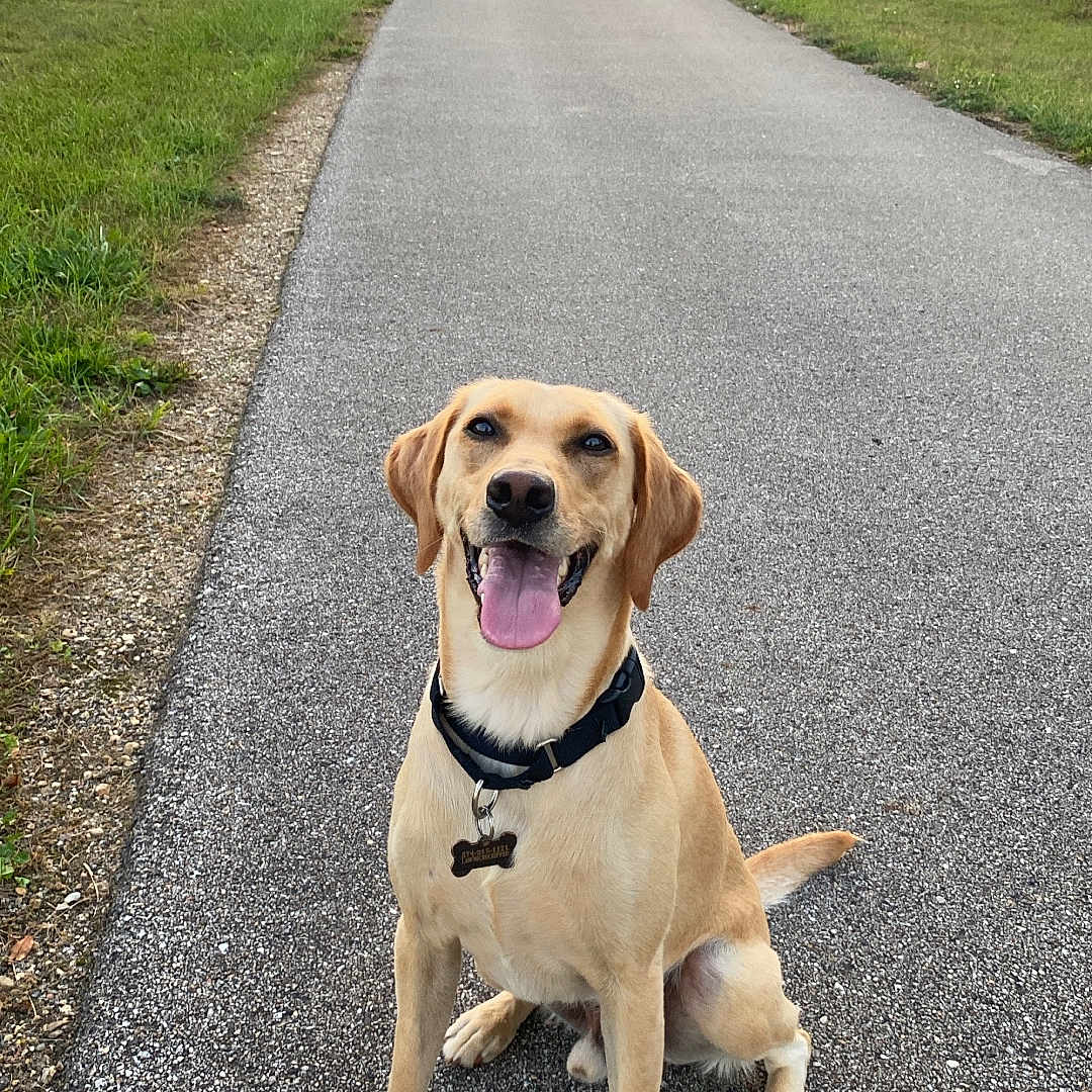 Adventure joined the competition — help win amazing prizes! accessories, animal, canine, city, dog, grass, hound, labradorretriever, nature, outdoors, path, pet, plant, puppy, road, sky, strap, tarmac, tree, vegetation