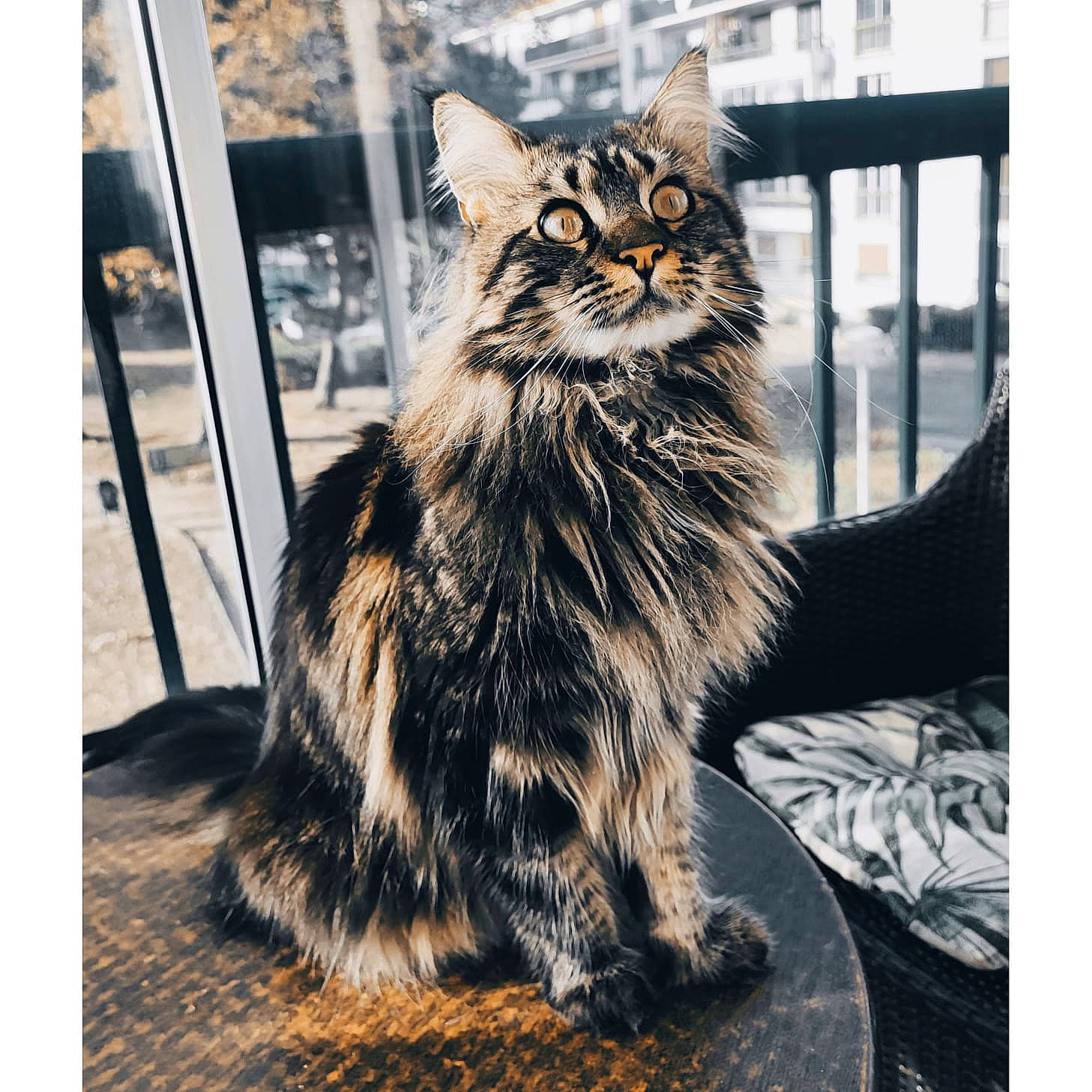 Leïla participe au concours pour gagner de l'argent avec cette photo : carnivore, cat, claw, domestic_short_haired_cat, felidae, fur, maine_coon, metal, monochrome_photography, plant, sitting, small_to_medium_sized_cats, snout, street, terrestrial_animal, tree, whiskers, window