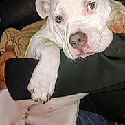 Gracie joined the competition — help win amazing prizes! dog, white_dog, pet, lap, cuddling, relaxed, paw, person, indoor, cozy, companion, cute, animal, fur, resting, comfort, snuggle, close_up, home, friendship