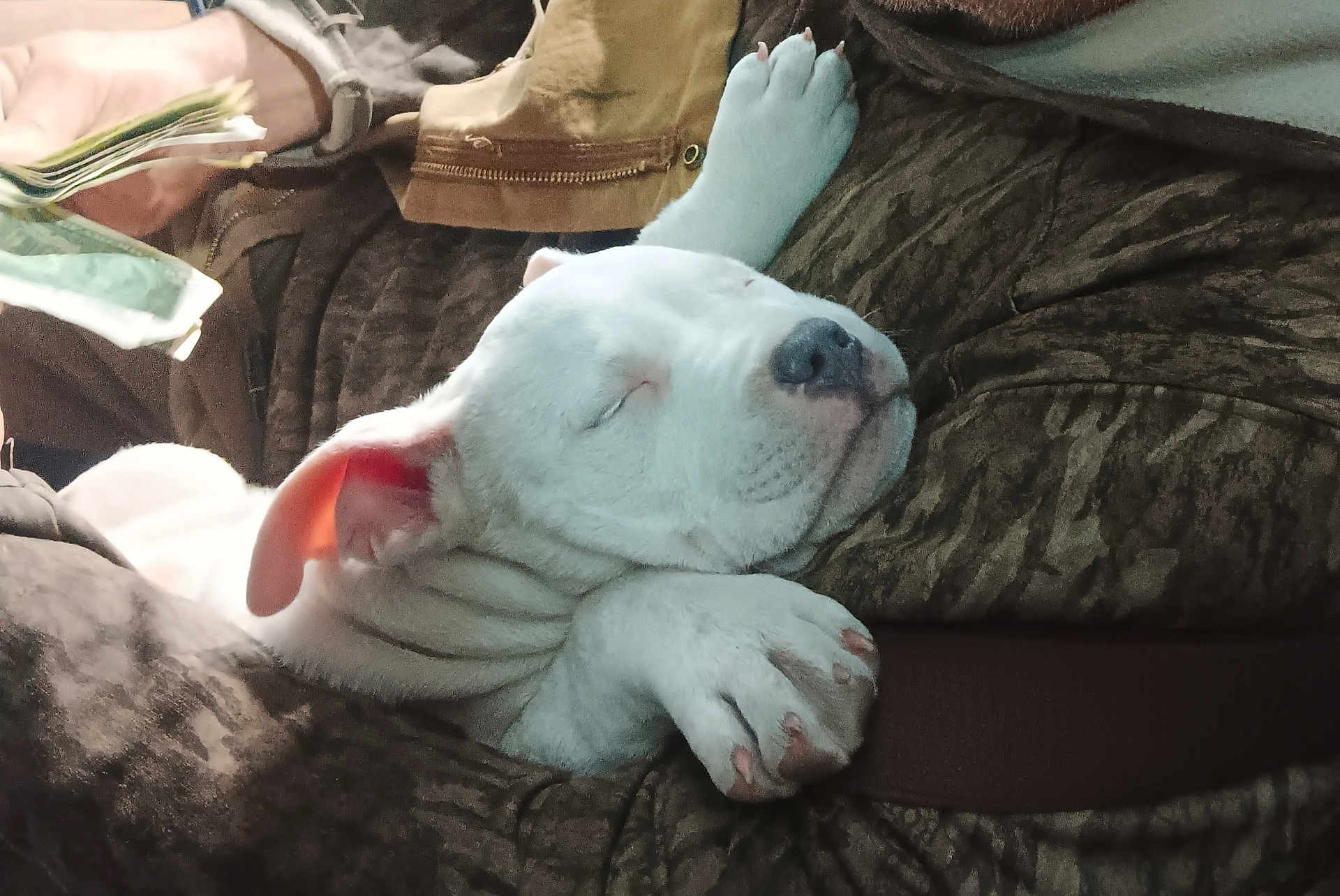 Gracie is registered to the contest to win money with this photo: puppy, dog, sleeping, white_dog, hand, money, resting, close_up, cozy, comfort, person, arms, nap, young_dog, fur, domestic_animal, pet, relaxation, indoor, casual