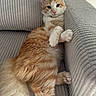 Pumpkin participe au concours pour gagner de l'argent avec cette photo : animal, cat, couch, cozy, cute, ears, fluffy, furniture, indoor, lounging, orange_cat, paws, pet, relaxed, resting, soft, tail, texture, whiskers, white_cat