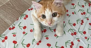 Pumpkin participe au concours pour gagner de l'argent avec cette photo : animal, cat, cherry_pattern, curious, cute, ears, floor, fur, indoor, kitten, mat, orange_cat, pattern, paws, pet, playful, whiskers, white_cat, wooden_floor, young_cat