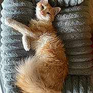 Pumpkin participe au concours pour gagner de l'argent avec cette photo : animal, bed, cat, cozy, cute, daylight, feline, fluffy, fur, indoor, orange_cat, paw, pet, plush, relaxed, resting, sleepy, soft, whiskers, window