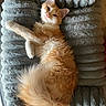 animal, bed, cat, cozy, cute, daylight, feline, fluffy, fur, indoor, orange_cat, paw, pet, plush, relaxed, resting, sleepy, soft, whiskers, window
