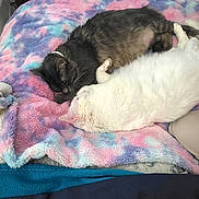 Sparky joined the competition — help win amazing prizes! cat, sleeping, bed, blanket, furry, indoor, pet, cozy, resting, white_cat, gray_cat, fur, cute, companion, domestic_animal, furniture, fan, storage, relaxation, soft