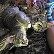 Captain joined the competition — help win amazing prizes! cat, tabby_cat, pet, animal, cuddling, blanket, backpack, heart_pattern, paw, striped, fur, cozy, indoor, resting, sleepy, human_leg, sock, blue_sock, fabric, home