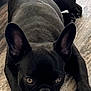alert, animal, black_dog, canine, cute, dog, domestic_animal, ears, floor, french_bulldog, front_view, indoor, living_room, looking, lying_down, mammal, pet, resting, small_dog, wooden_floor