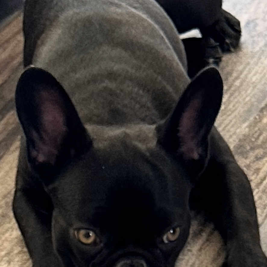 Coco Darlene is registered to the contest to win money with this photo: alert, animal, black_dog, canine, cute, dog, domestic_animal, ears, floor, french_bulldog, front_view, indoor, living_room, looking, lying_down, mammal, pet, resting, small_dog, wooden_floor