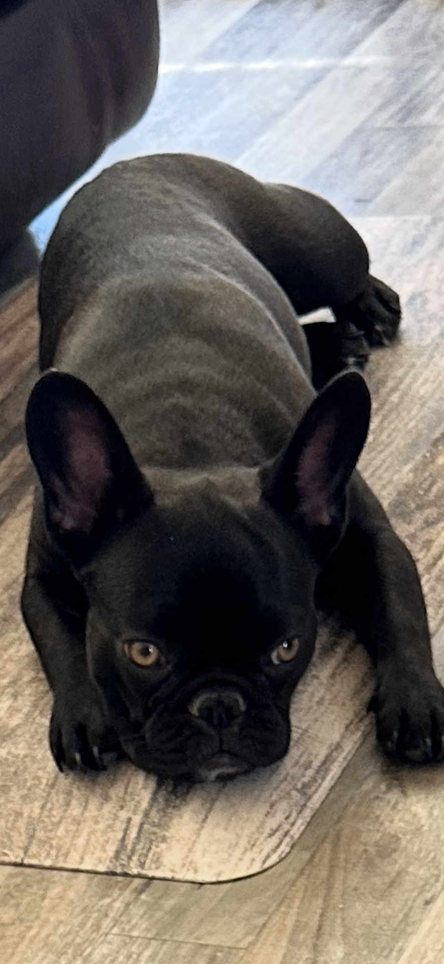 Coco Darlene is registered to the contest to win money with this photo: alert, animal, black_dog, canine, cute, dog, domestic_animal, ears, floor, french_bulldog, front_view, indoor, living_room, looking, lying_down, mammal, pet, resting, small_dog, wooden_floor