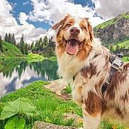 Koha a rejoint le concours — aidez-le/la à gagner de superbes lots ! dog, australian_shepherd, smiling, tongue_out, harness, grass, flowers, lake, reflection, clouds, sky, trees, pine_trees, rocks, mountains, nature, outdoor, scenic, summer, happy