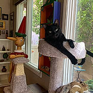 Baby is registered to the contest to win money with this photo: cat, black_cat, cat_tree, plush_toy, wooden_figure, pinocchio, window, indoor, furniture, plant, natural_light, carpeted, sitting, relaxed, decor, squirrel_toy, table, shelf, wooden, home