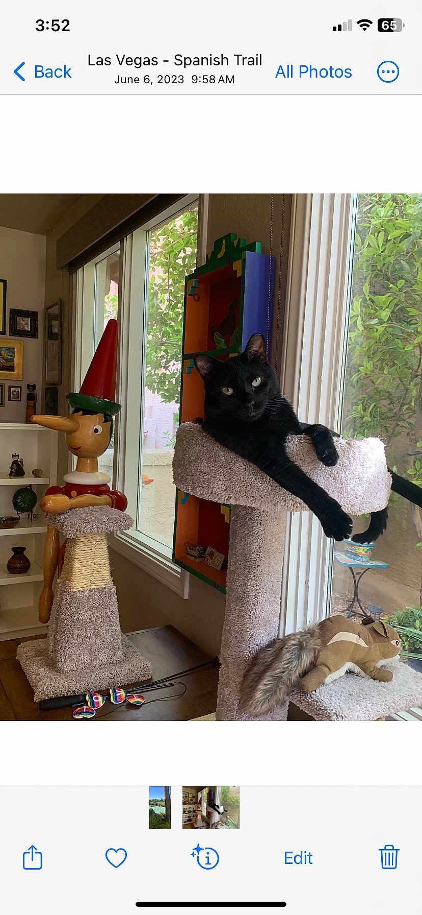 Baby is registered to the contest to win money with this photo: cat, black_cat, cat_tree, plush_toy, wooden_figure, pinocchio, window, indoor, furniture, plant, natural_light, carpeted, sitting, relaxed, decor, squirrel_toy, table, shelf, wooden, home