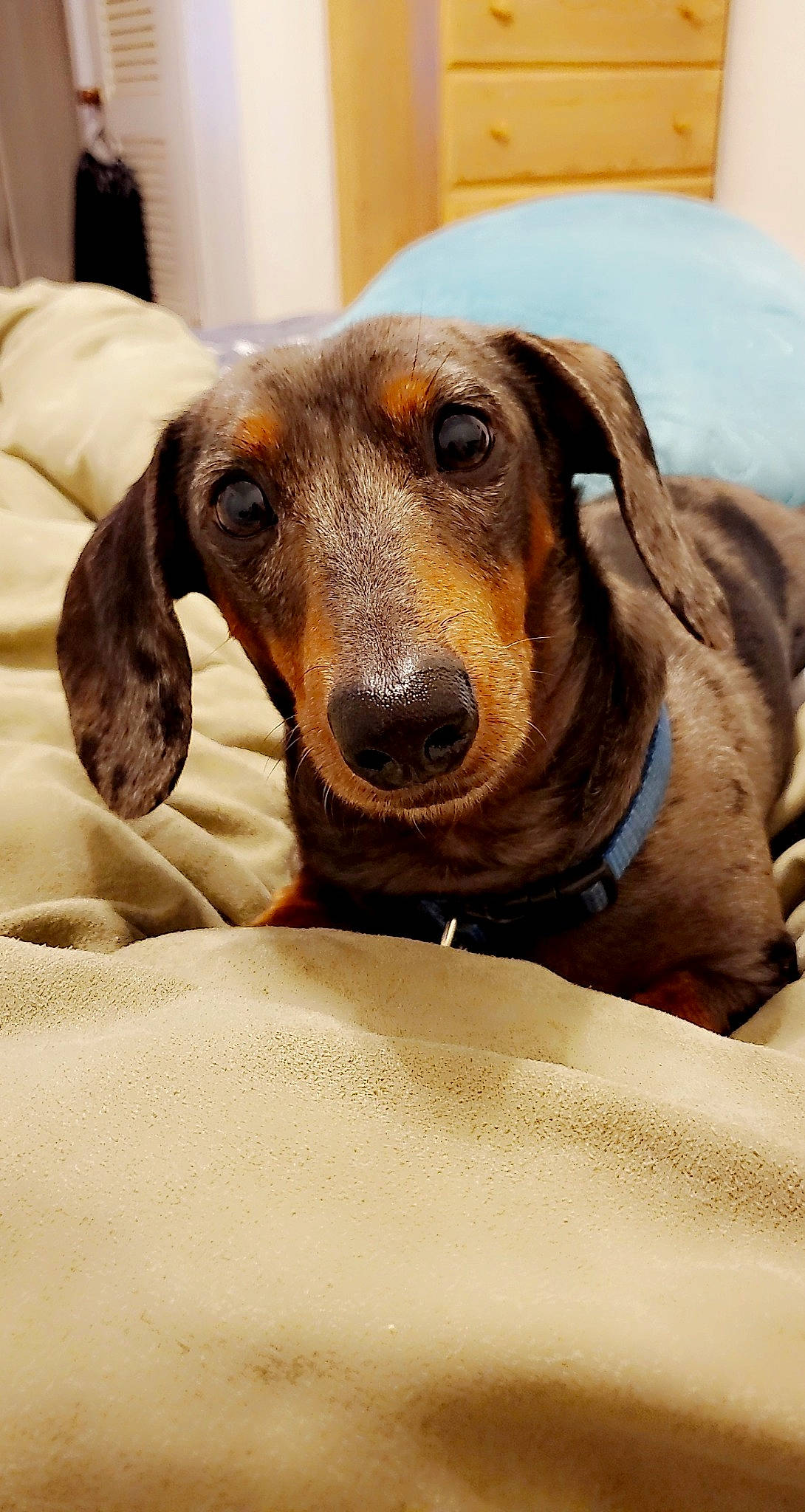 Jett is registered to the contest to win money with this photo: canidae, carnivore, collar, comfort, companion_dog, dog, dog_breed, dog_supply, ear, fawn, fur, hound, liver, metal, pet_supply, scent_hound, snout, sporting_group, whiskers, working_animal