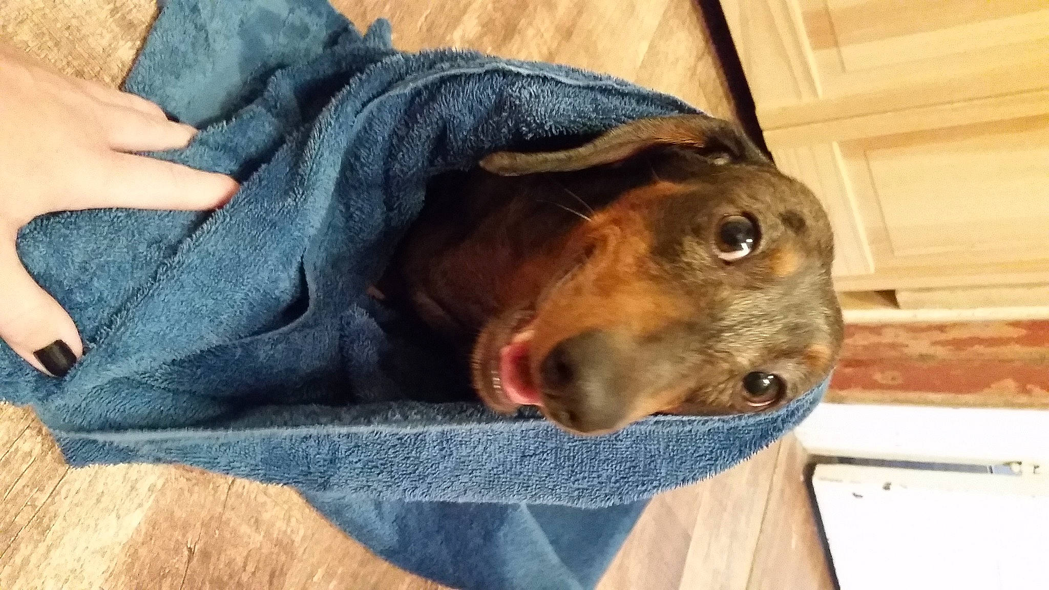 Jett is registered to the contest to win money with this photo: canidae, carnivore, comfort, companion_dog, denim, dog, dog_breed, ear, electric_blue, fawn, fur, guard_dog, hunting_dog, liver, non_sporting_group, pet_supply, sporting_group, whiskers, wood, working_animal