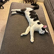 Oreo is registered to the contest to win money with this photo: cat, sleeping, cushion, indoor, furniture, table, glass_top_table, remote_control, floor, tile_floor, sofa, black_and_white_cat, pet, relaxed, resting, home, cozy, animal, domestic_cat, quiet