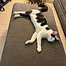 cat, sleeping, cushion, indoor, furniture, table, glass_top_table, remote_control, floor, tile_floor, sofa, black_and_white_cat, pet, relaxed, resting, home, cozy, animal, domestic_cat, quiet