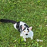 Oreo joined the competition — help win amazing prizes! cat, black_and_white, grass, outdoor, animal, pet, nature, yellow_eyes, fur, lying_down, greenery, clover, flower, mammal, whiskers, cute, domestic_cat, looking_at_camera, text_overlay, name