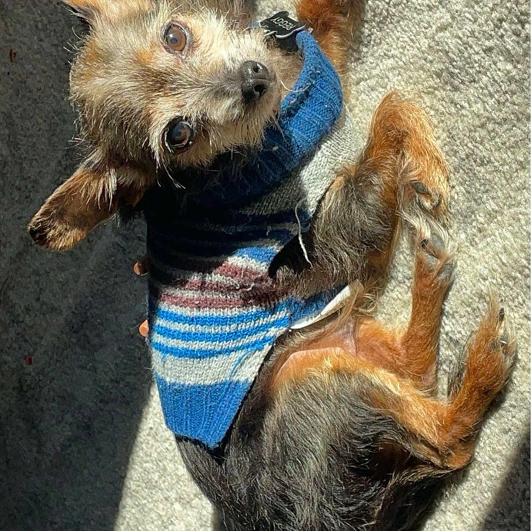 Reggy is registered to the contest to win money with this photo: animal, brown_fur, carpet, companion, cozy, curious, cute, dog, furry, indoor, laying_down, looking_up, pet, relaxed, resting, small_dog, sunlight, sweater, texture, warm_light