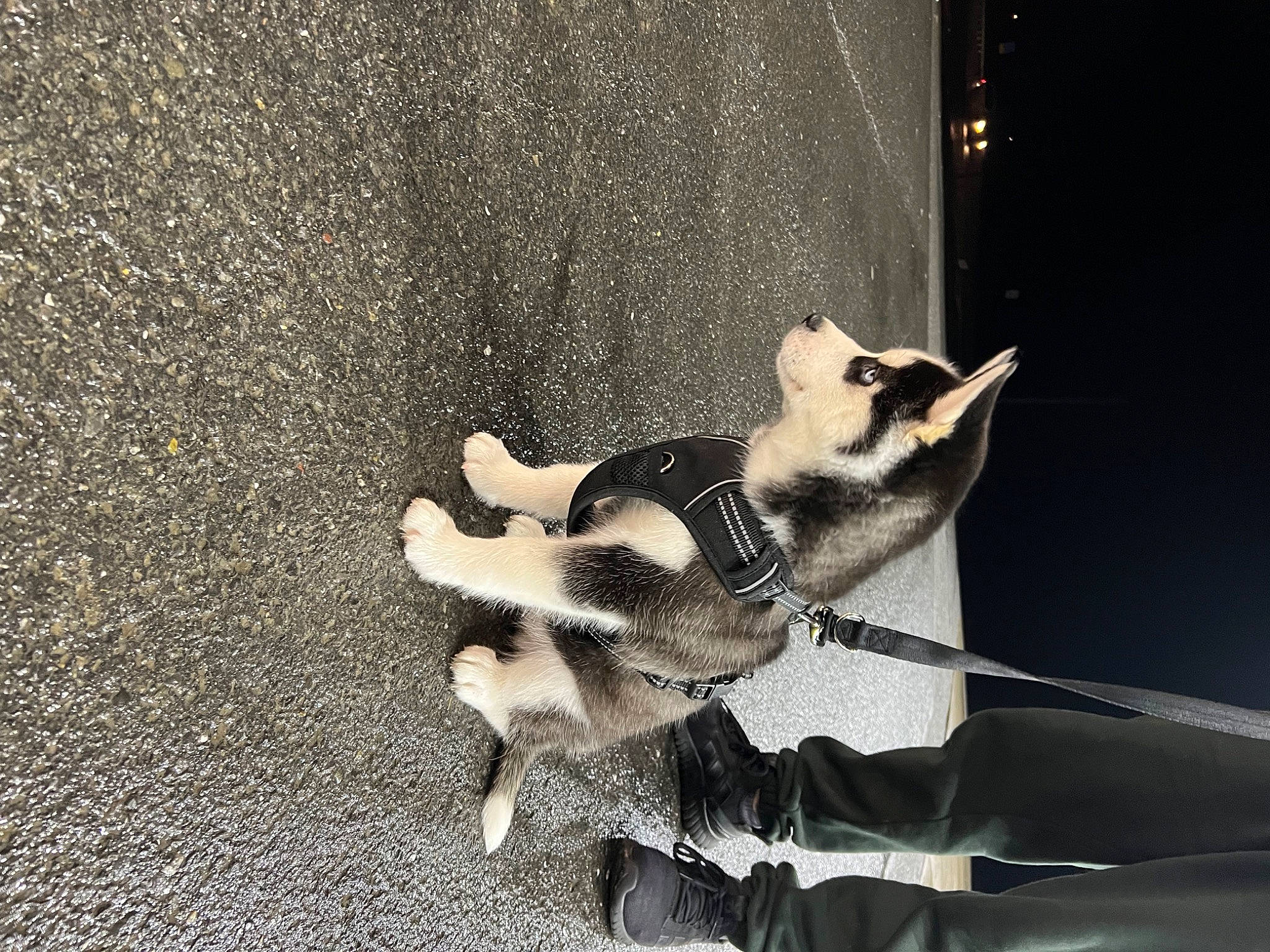 Dax is registered to the contest to win money with this photo: art, asphalt, canidae, carnivore, companion_dog, dog, dog_breed, felidae, fur, leash, monochrome, monochrome_photography, non_sporting_group, paw, shadow, small_to_medium_sized_cats, sporting_group, still_life_photography, tail, working_animal