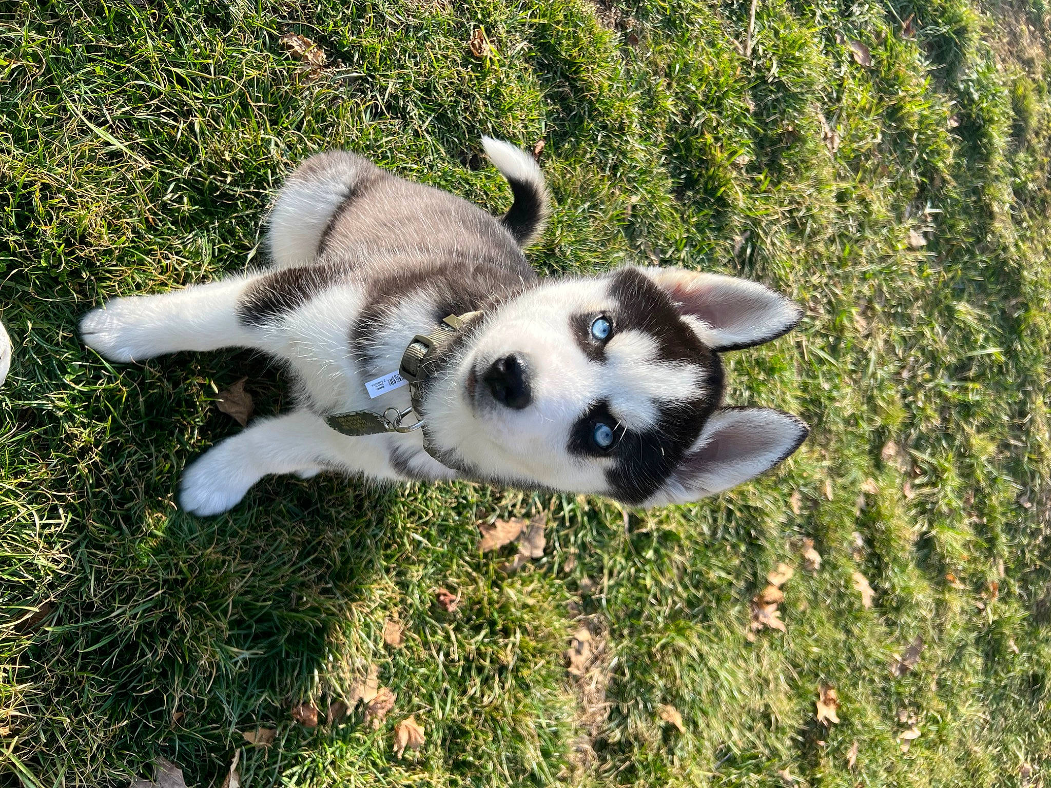 Dax joined the competition — help win amazing prizes! canidae, carnivore, companion_dog, dog, dog_breed, fawn, fur, grass, lemur, non_sporting_group, paw, plant, puppy, snout, sporting_group, tail, terrestrial_animal, working_animal, working_dog