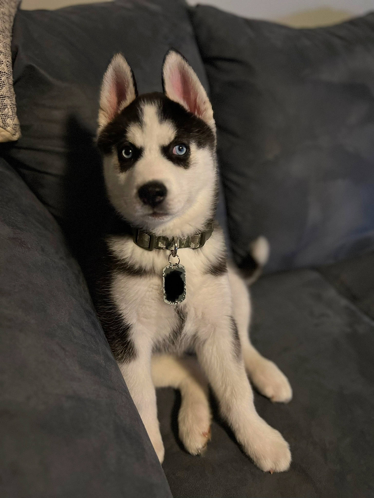 Dax joined the competition — help win amazing prizes! canidae, carnivore, comfort, companion_dog, couch, dog, dog_breed, fawn, fur, pattern, pillow, siberian_husky, sled_dog, snout, sporting_group, tail, terrestrial_animal, whiskers, working_animal, working_dog