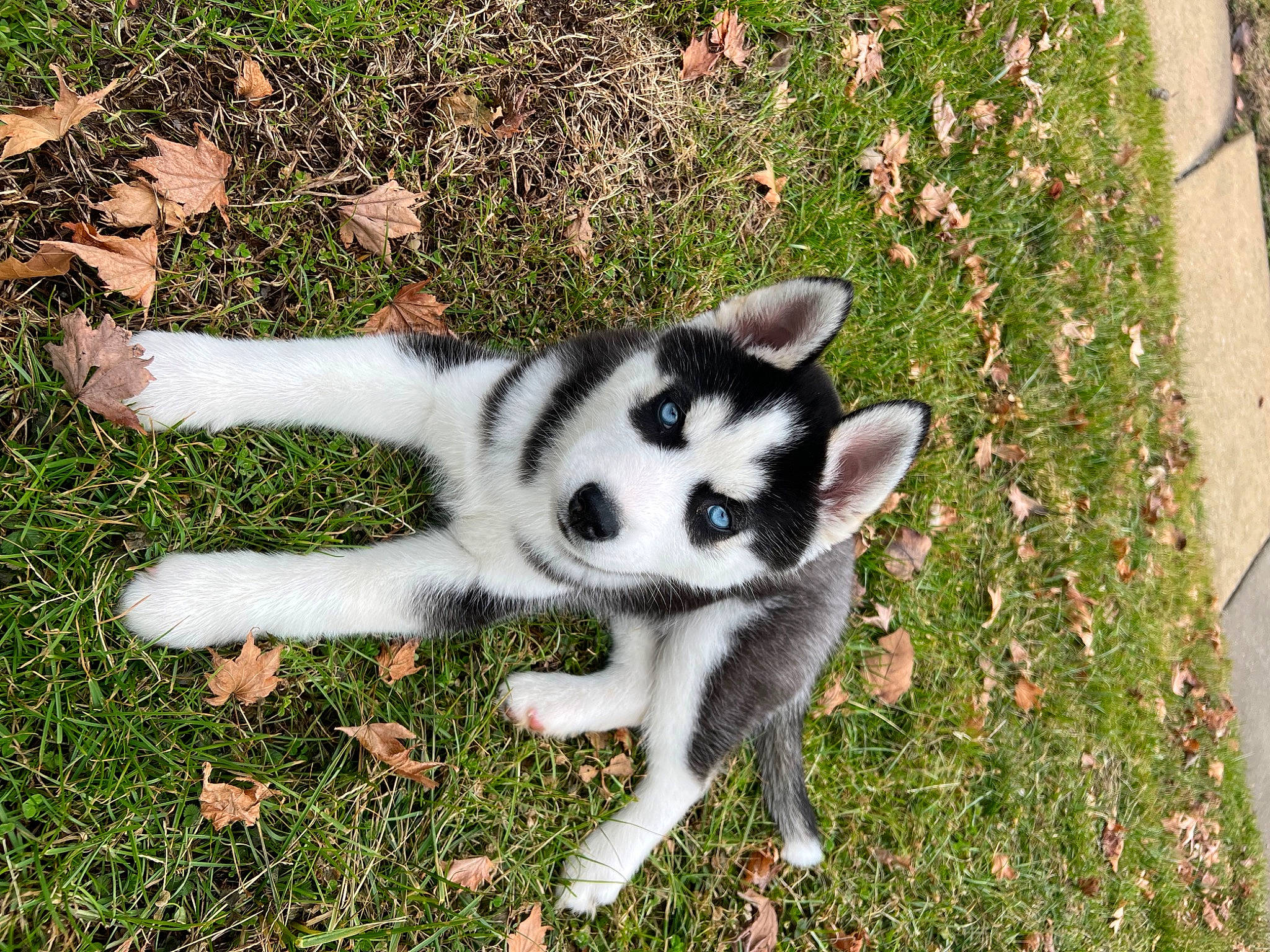 Dax joined the competition — help win amazing prizes! ancient_dog_breeds, canidae, canis, carnivore, companion_dog, dog, dog_breed, fur, grass, groundcover, non_sporting_group, plant, sled_dog, sporting_group, tail, terrestrial_animal, working_animal, working_dog