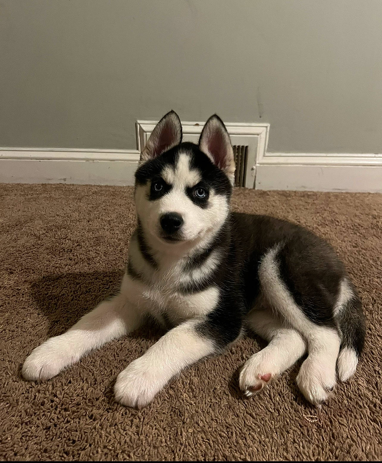 Dax is registered to the contest to win money with this photo: ancient_dog_breeds, canidae, carnivore, companion_dog, dog, dog_breed, flooring, fur, monochrome_photography, non_sporting_group, paw, siberian_husky, sled_dog, snout, sporting_group, tail, working_animal, working_dog