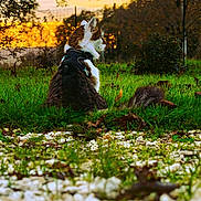 Tigresse a rejoint le concours — aidez-le/la à gagner de superbes lots ! cat, grass, outdoor, sunset, harness, nature, animal, feline, peaceful, greenery, sky, tree, leaves, quiet, pet, wildlife, daylight, sitting, profile, scenery