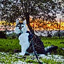 cat, animal, pet, leash, harness, grass, tree, sunset, outdoor, nature, feline, fur, white, brown, green, sky, scenery, evening, portrait, sitting