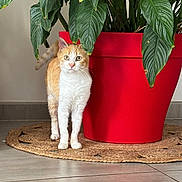 Ella participe au concours pour gagner de l'argent avec cette photo : cat, orange_cat, white_cat, plant, red_pot, green_leaves, indoor, floor, woven_mat, curious, pet, animal, feline, alert, domestic_cat, tile_floor, houseplant, nature_indoor, standing, looking