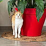 cat, orange_cat, white_cat, plant, red_pot, green_leaves, indoor, floor, woven_mat, curious, pet, animal, feline, alert, domestic_cat, tile_floor, houseplant, nature_indoor, standing, looking