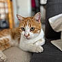 cat, orange_and_white, pet, indoor, carpet, sofa, feline, relaxed, close_up, animal, whiskers, ears, paw, domestic_animal, cute, curious, fur, home, resting, focus