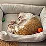 cat, sleeping, pet_bed, orange_and_white, toys, plush, cozy, indoor, floor, fur, paw, relaxed, cute, animal, resting, home, comfort, soft, curled_up, peaceful