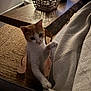 cat, orange_and_white_cat, indoor, furniture, blanket, chair, wooden_table, woven_basket, carpet, floor, curious, pet, animal, paw, textured, cozy, lighting, home, domestic, relaxing