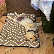 Saya participe au concours pour gagner de l'argent avec cette photo : dog, dog_bed, lying_down, indoor, tile_floor, blanket, couch, toy, rubber_chicken, collar, relaxed, pet, animal, chevron_pattern, furniture, floor, home, resting, cute, playful