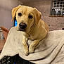 Saya a rejoint le concours — aidez-le/la à gagner de superbes lots ! dog, labrador, yellow_labrador, pet, animal, indoor, blanket, crate, thread_spools, colorful, cozy, stone_wall, window, lanterns, floor, looking, cute, relaxed, fur, ears