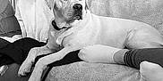 Saya a rejoint le concours — aidez-le/la à gagner de superbes lots ! dog, labrador, couch, blanket, indoor, pet, relaxed, legs, person, home, furniture, cozy, black_and_white, patterned_wall, pillow, resting, domestic, companion, animal, living_room